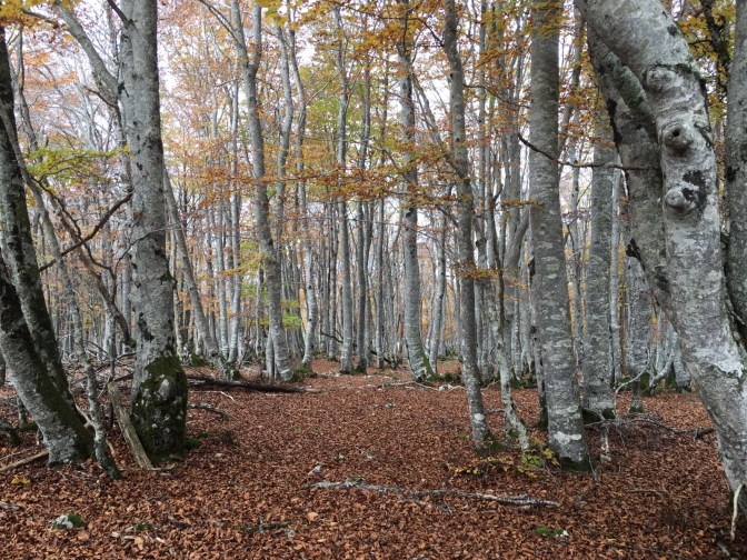 Y aquí, ¿por donde?